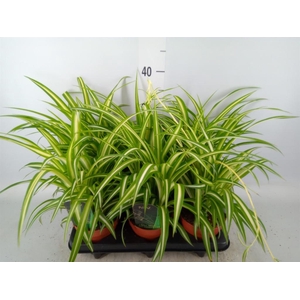 Chlorophytum cos. 'Atlantic'