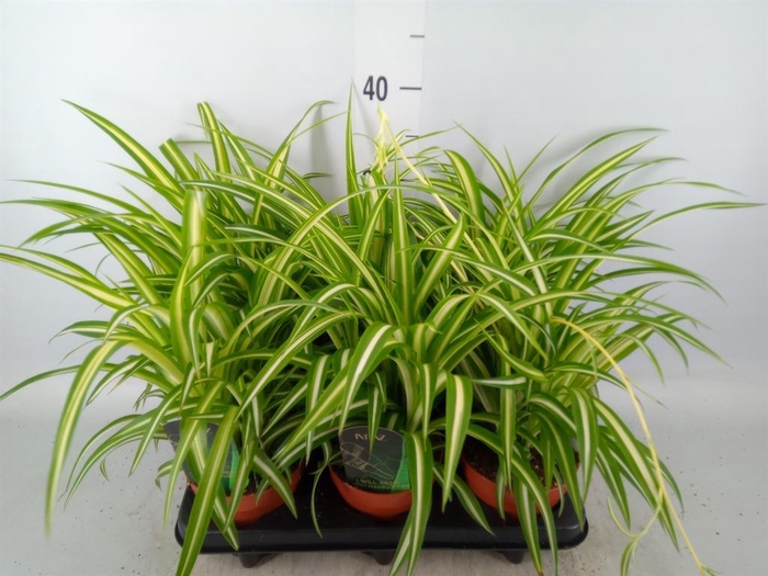Chlorophytum cos. 'Atlantic'