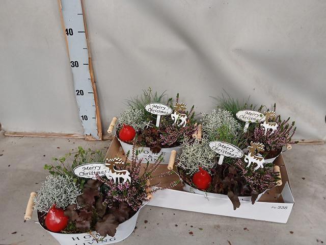 <h4>ARR TUINPLANTEN</h4>