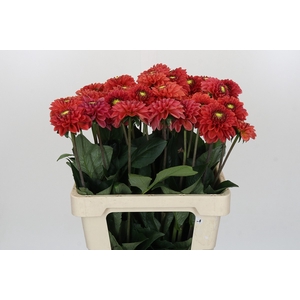 Dahlia Orange Fox