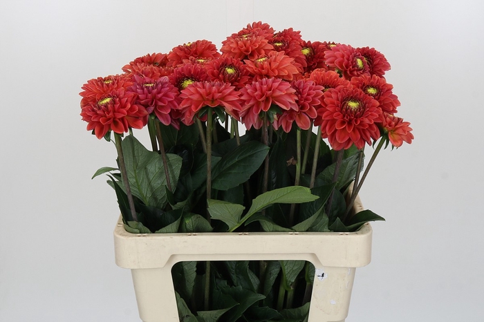 <h4>Dahlia Orange Fox</h4>