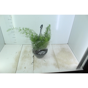 ASPARGO ALFINETE C21