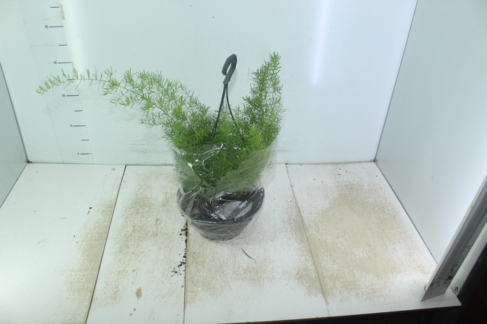 ASPARGO ALFINETE C21