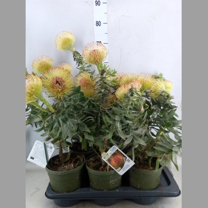 Leucospermum   ...