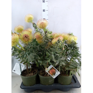 Leucospermum   ...