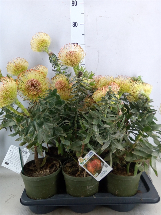 <h4>Leucospermum   ...</h4>