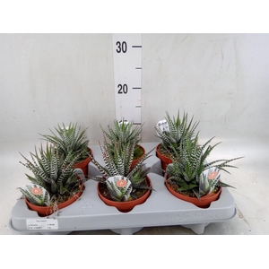 Haworthia fasciata 'Big Band'