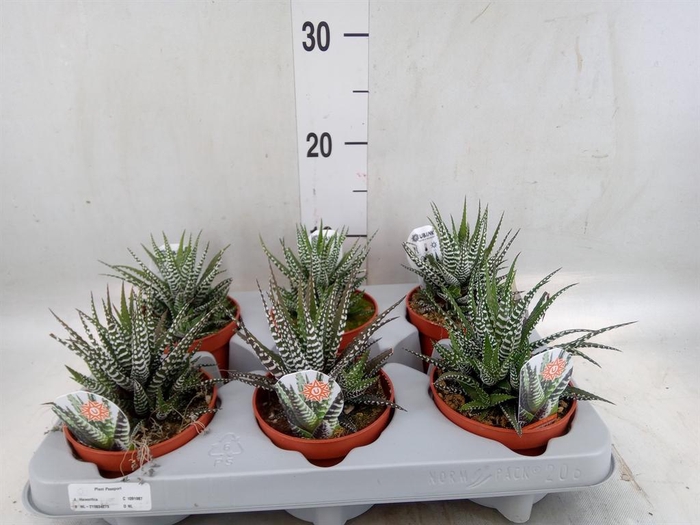 <h4>Haworthia fasciata 'Big Band'</h4>