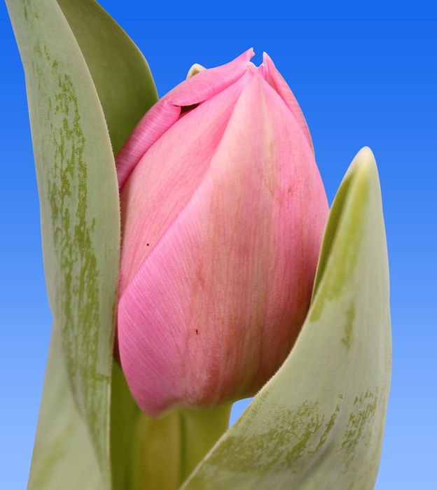 <h4>Tu Du Oeral</h4>