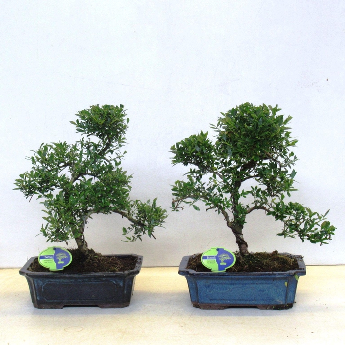 <h4>ilex crenata, 29 cm shape, without driptray</h4>