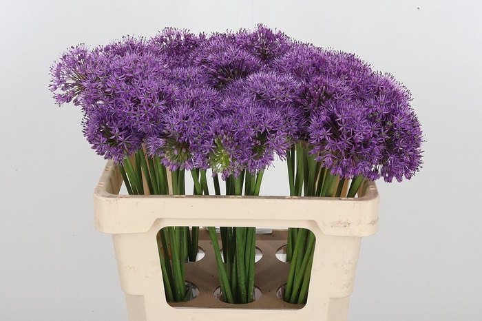 <h4>Allium Gladiator</h4>