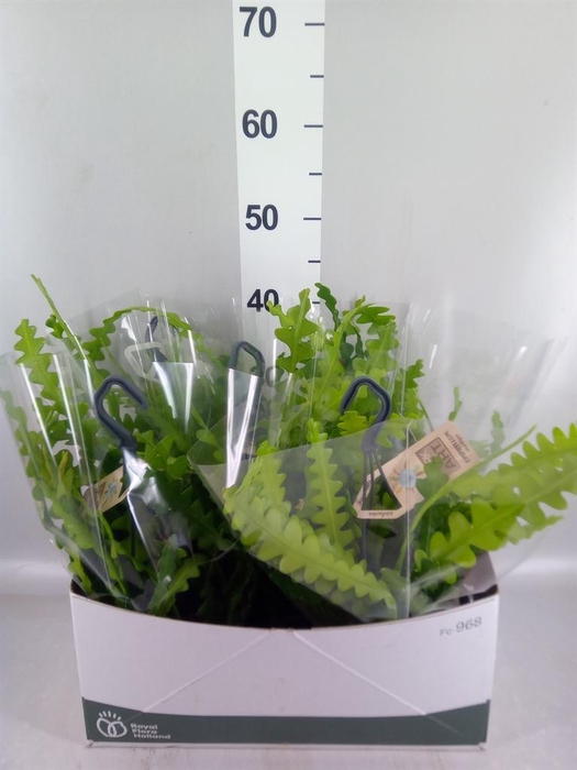 <h4>Epiphyllum anguliger</h4>