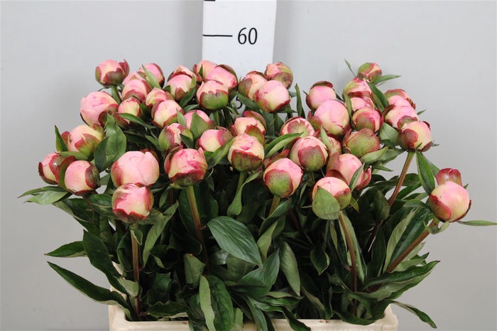 <h4>Paeo Gardenia</h4>