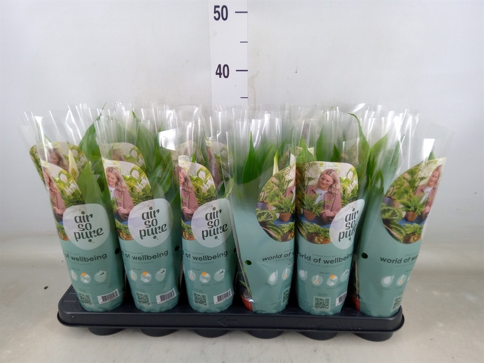 <h4>Spathiphyllum  'Pearl Cupido'</h4>