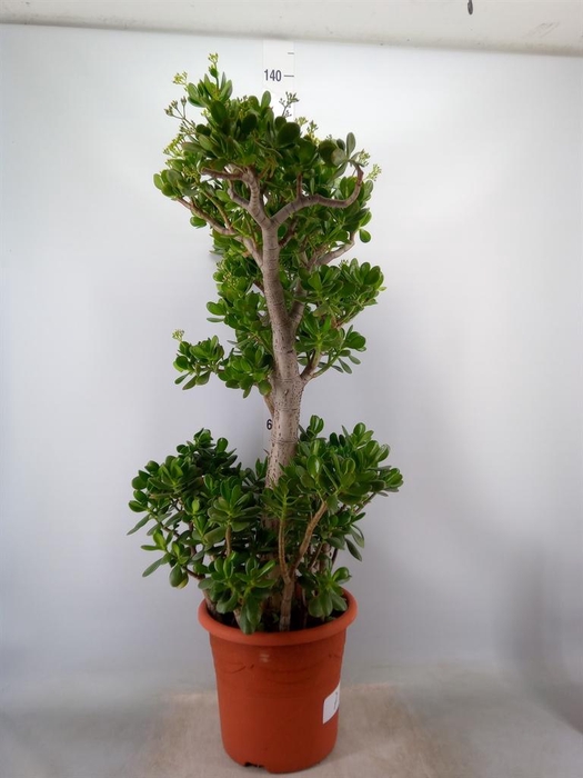 <h4>Crassula ovata</h4>