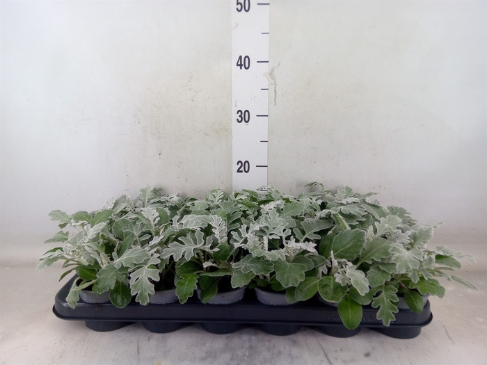 <h4>Jacobaea maritima</h4>