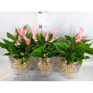 Anthurium andr. 'Lilli'