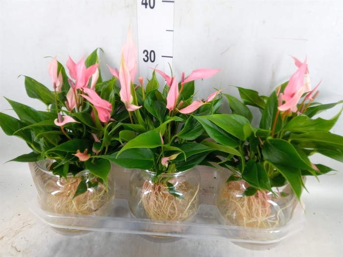 <h4>Anthurium andr. 'Lilli'</h4>