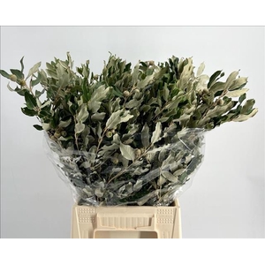 Quercus Ilex (steeneik)