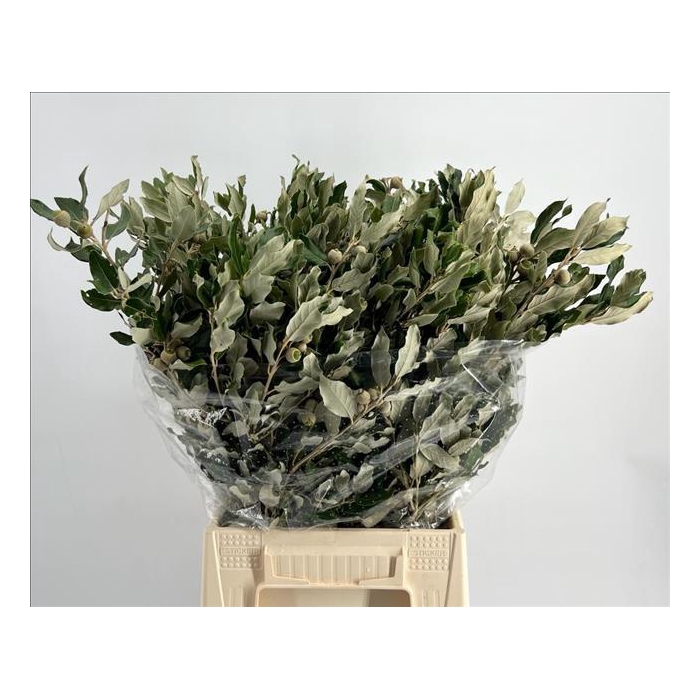 <h4>Quercus Ilex (steeneik)</h4>