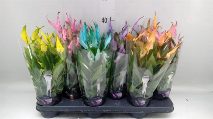 <h4>Spathiphyllum  'Chopin'</h4>