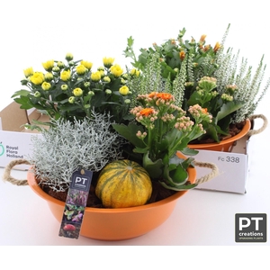 ARR TUINPLANTEN