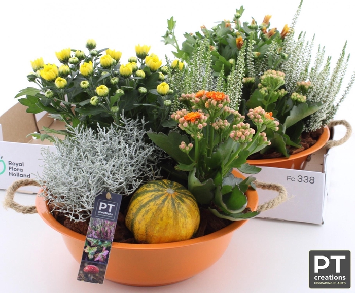 <h4>ARR TUINPLANTEN</h4>