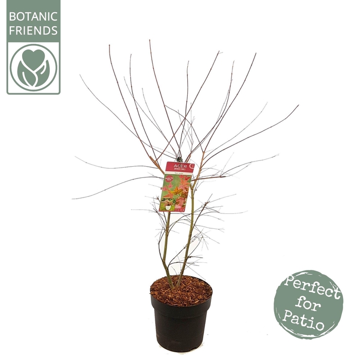 <h4>Acer palm. 'Beni-maiko'</h4>
