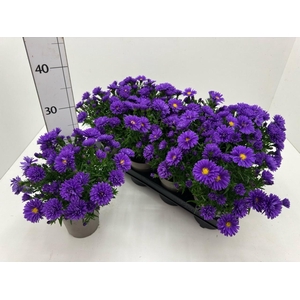 ASTER D AL D PURP LA