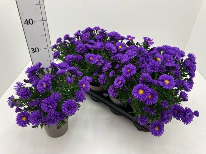 <h4>ASTER D AL D PURP LA</h4>