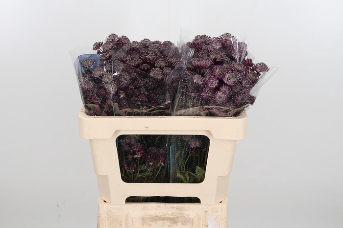 <h4>Astr Star Of Love</h4>