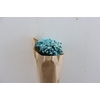 Dried Glixia Aqua Blue Bunch