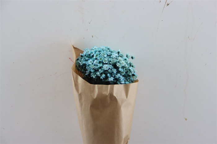 Dried Glixia Aqua Blue Bunch