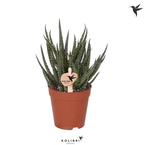 Kolibri Greens Succulenten Aloe Delaine