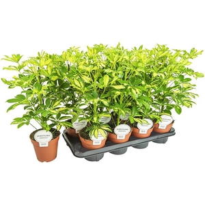 Schefflera arb. Gerda 13Ø 45cm 1pp