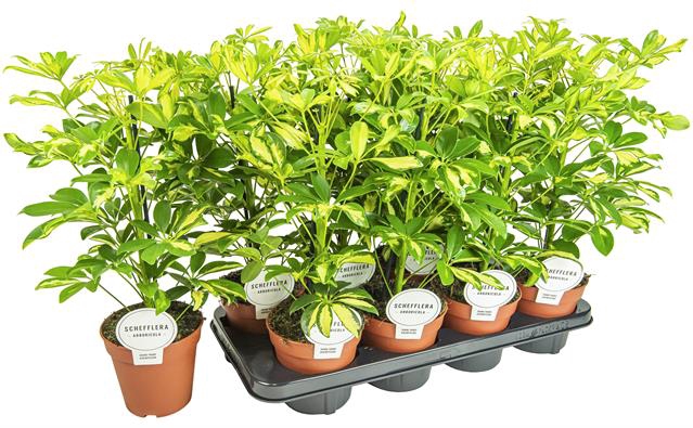 Schefflera arb. Gerda 13Ø 45cm 1pp