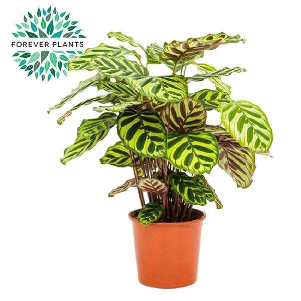 <h4>Calathea Makoyana p17</h4>