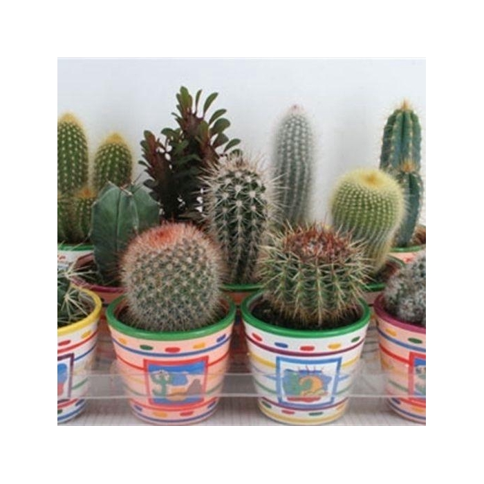 <h4>CACTUS GEM</h4>