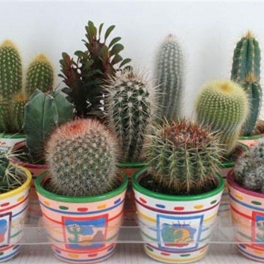 <h4>CACTUS GEM</h4>
