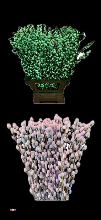 <h4>SALIX DYED PUSSYWILLOW BUBBLEGUM GLOW IN DARK</h4>