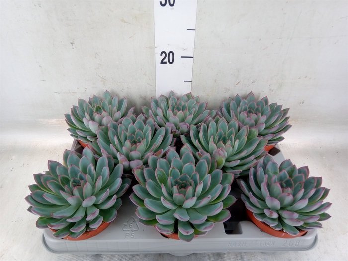 <h4>Echeveria  'Apus'</h4>