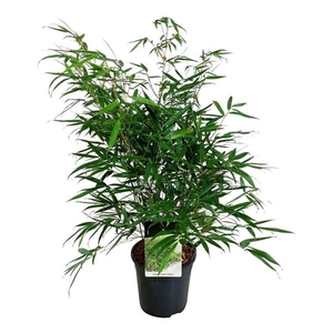 Fargesia robusta 'Pingwu'