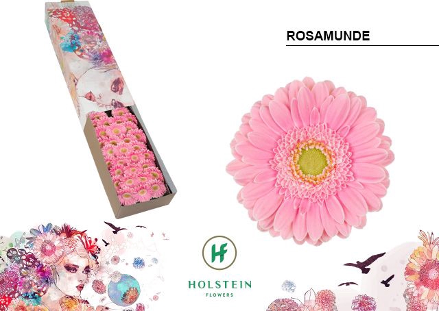 <h4>Germini Rosamunde Doos</h4>