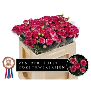 R Tr Overig Paul Hulst