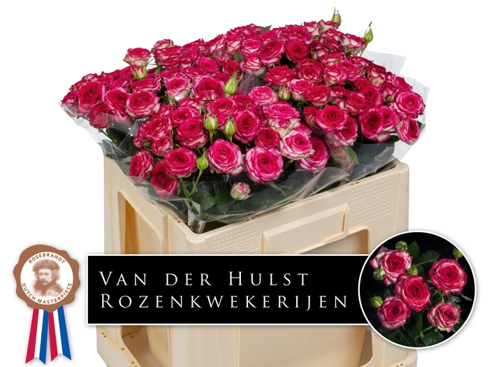<h4>R Tr Overig Paul Hulst</h4>