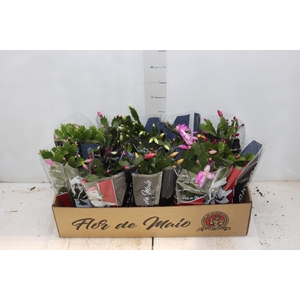FLOR DE MAIO P11