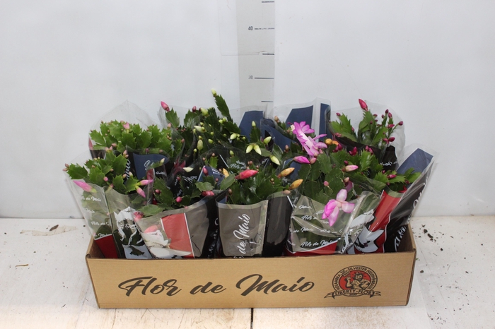 <h4>FLOR DE MAIO P11</h4>