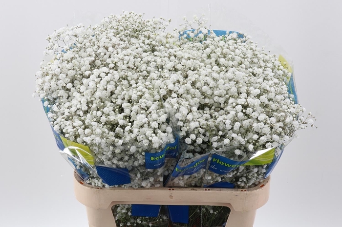 <h4>Gypsophila panic. 'Xlence'</h4>