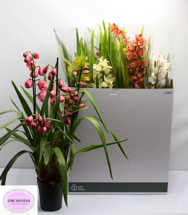 <h4>CYMB GEMENGD</h4>