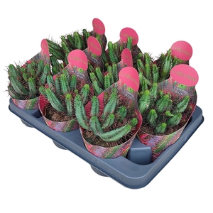 EUPHORBIA ENOPLA - POT Ø 10,5 - COLLECTION WITH POTCOVER (SUCCULENTEN)